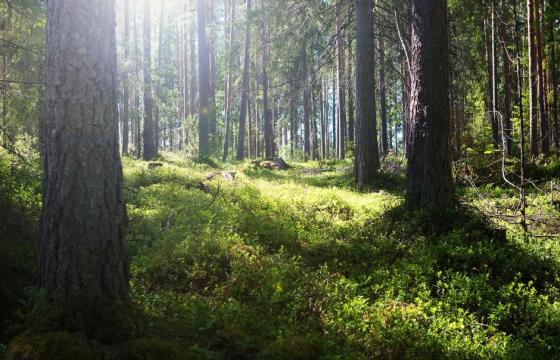 Suomessa saa muun muassa jokamiehenoikeuden perusteella liikkua hyvin vapaasti niin yksityishenkilöiden kuin valtionkin omistamissa metsissä. 
