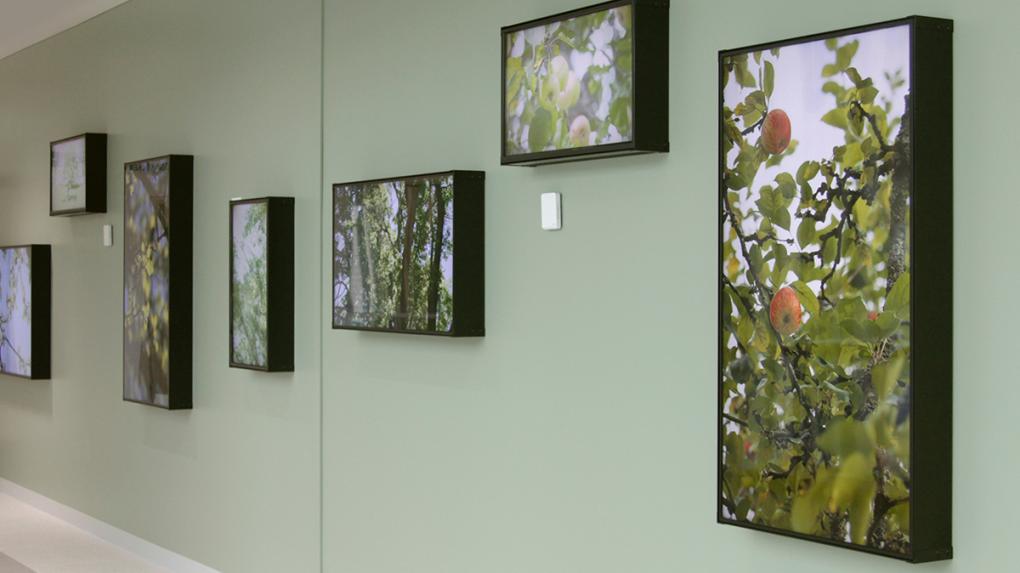 Vihreällä seinällä valokuvia omenapuista