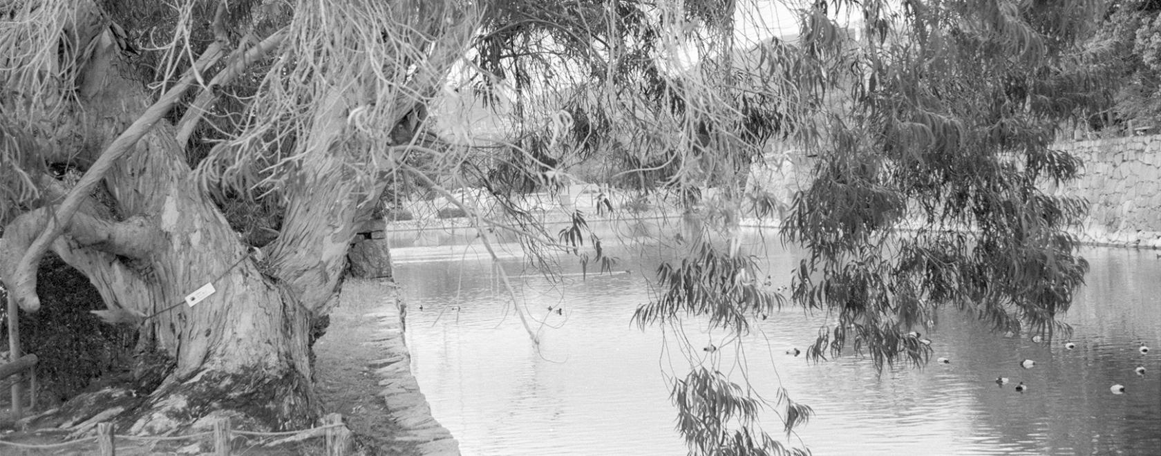 A black and white photo of a tree and a river