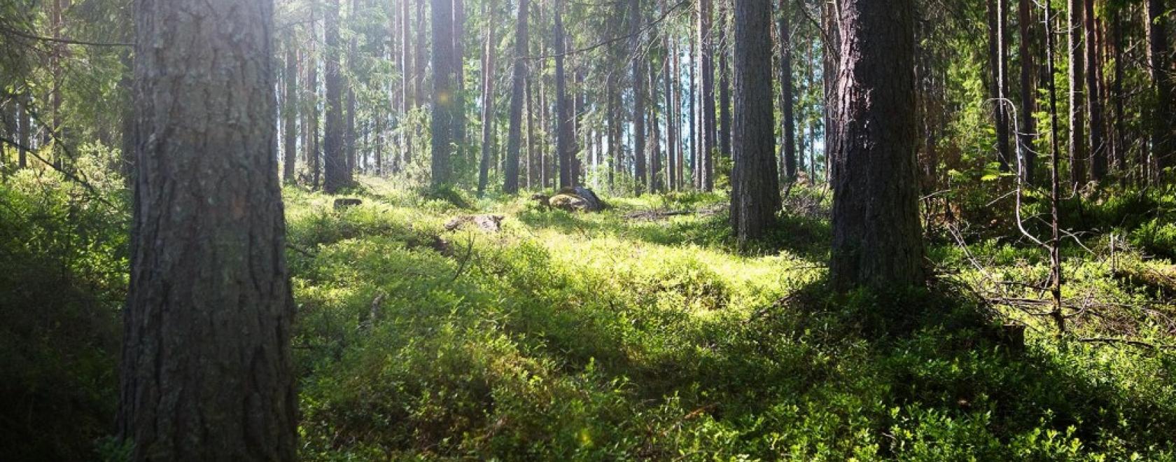 Suomessa saa muun muassa jokamiehenoikeuden perusteella liikkua hyvin vapaasti niin yksityishenkilöiden kuin valtionkin omistamissa metsissä. 