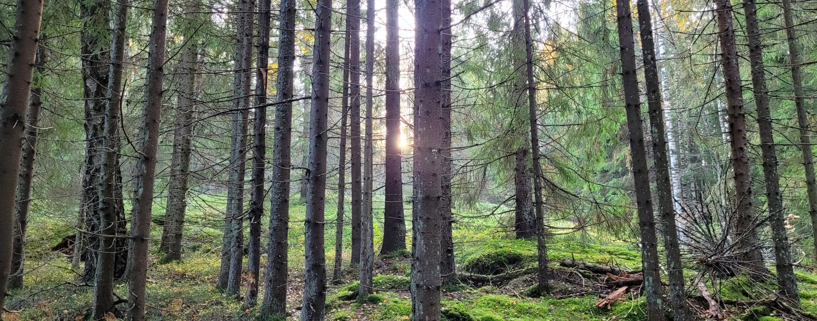  Kohti yhteisymmärrystä metsien käytön kestävyysmuutoksista -hankkeessa tuotetaan laajassa yhteistyössä metsäalan toimijoiden yhteinen ehdotus siitä, miten metsien käytön kestävyyttä mitataan ja seurataan Suomessa. Kuva: Anna Bui