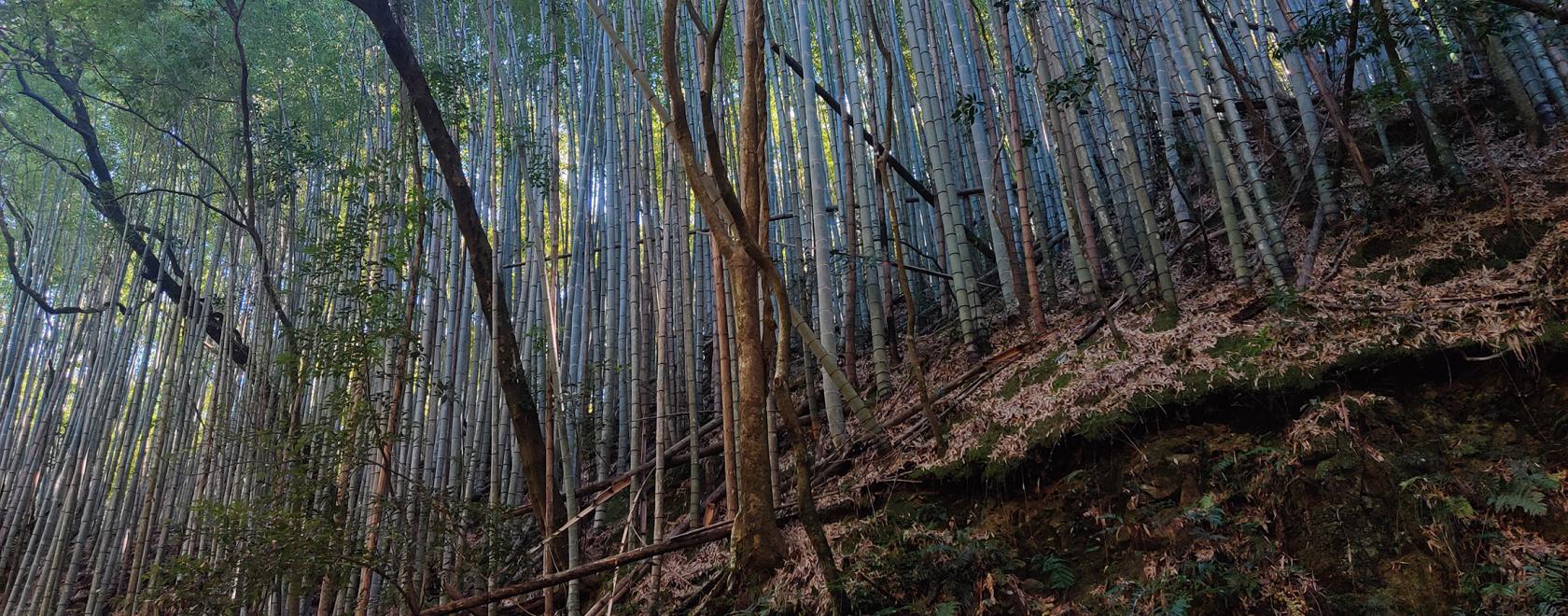 Hämärä metsä jossa kasvaa bambuja