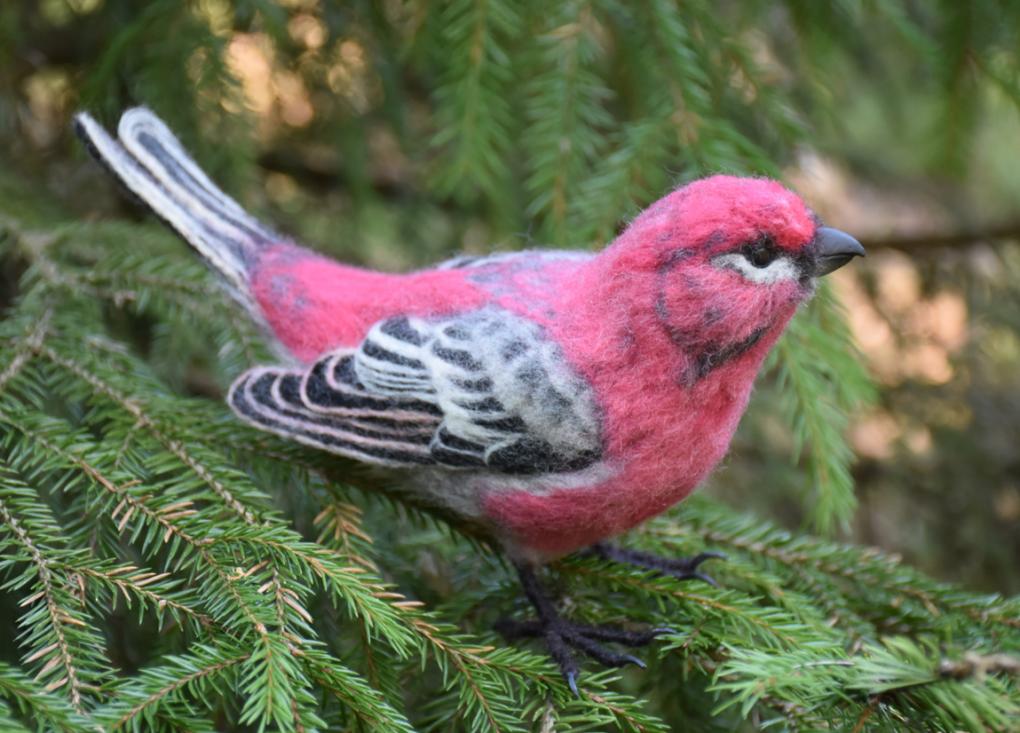 Koiraspuolinen taviokuurna.