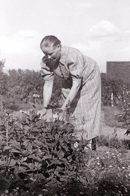 Mustavalkoinen kuva naisesta poimimassa marjoja pensaasta.