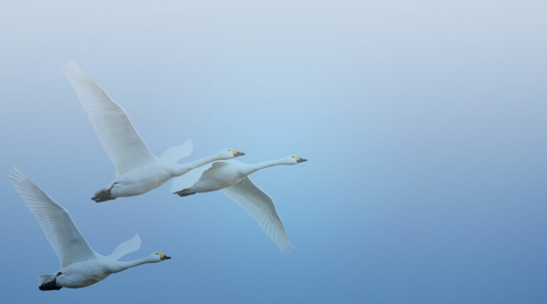 Swans flying in blue sky.