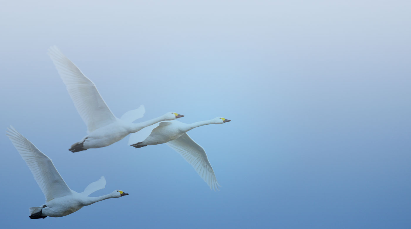 Swans flying in blue sky.