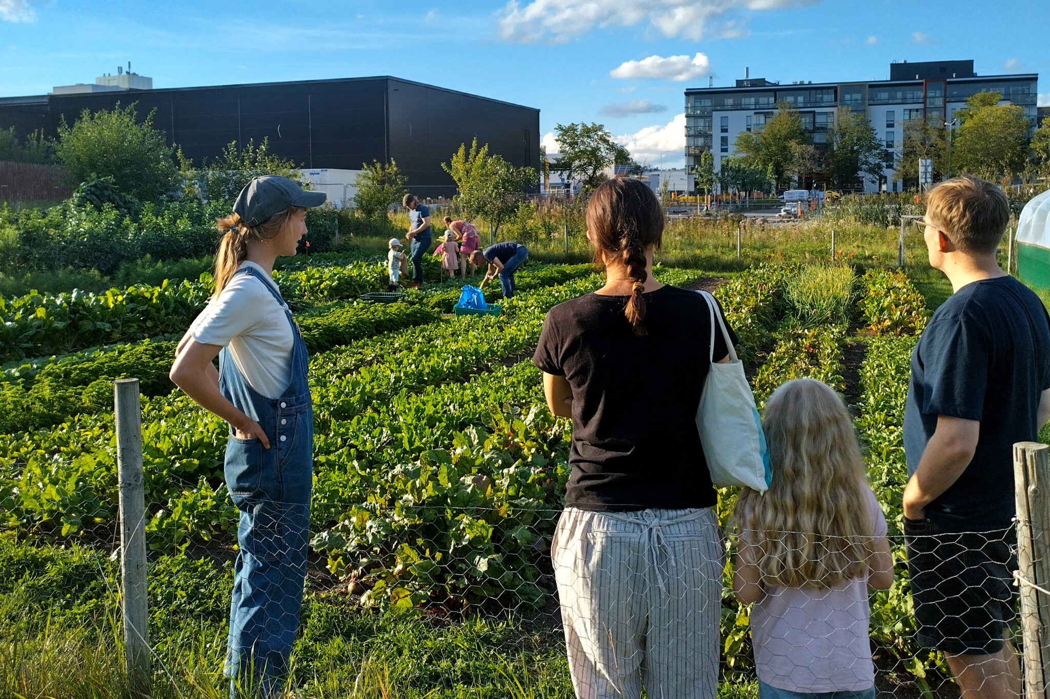 Ihmisiä kesäisenä päivänä vihreän viljelypalstan äärellä
